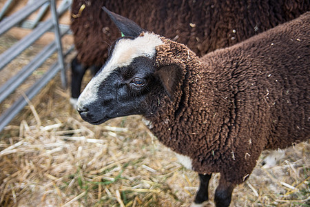 大角羊在马棚里羊毛棕色农场喇叭恶语山羊白色宠物动物反刍动物图片
