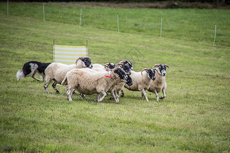 牧狗养的羊群绵羊牧羊犬绿色羊毛工作养殖动物森林草地草甸图片