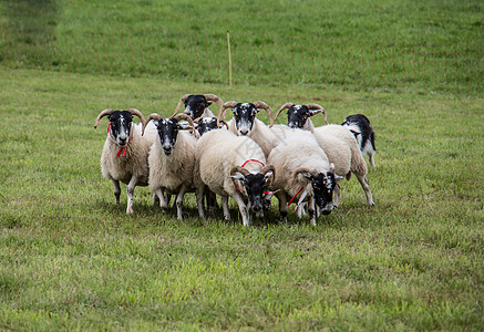 牧狗养的羊群草地绿色羊肉牧羊犬草甸羊毛养殖边缘动物森林图片