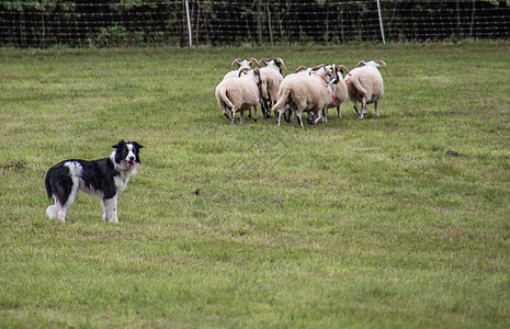 牧狗养的羊群绵羊草甸动物羊肉草地养殖绿色牧羊犬森林工作图片