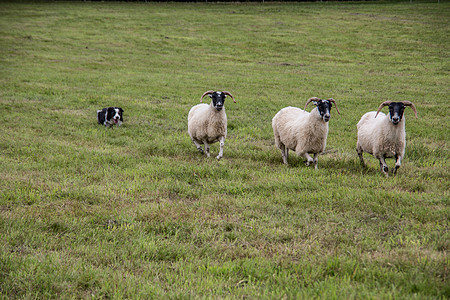牧狗养的羊群工作绵羊绿色边缘养殖羊毛森林草地牧羊犬草甸图片
