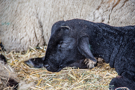 大角羊在马棚里反刍动物农场宠物动物棕色喇叭白色山羊羊毛恶语图片