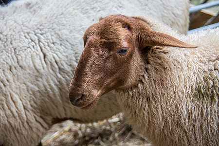 大角羊在马棚里棕色宠物反刍动物农场山羊喇叭动物羊毛白色恶语图片