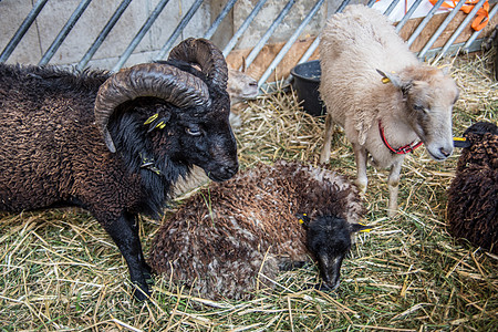大角羊在马棚里农场山羊反刍动物棕色恶语宠物喇叭动物白色羊毛图片