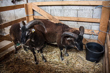 大角羊在马棚里棕色反刍动物动物喇叭恶语山羊宠物农场羊毛白色图片