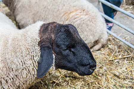 大角羊在马棚里恶语羊毛山羊宠物白色棕色喇叭农场动物反刍动物图片