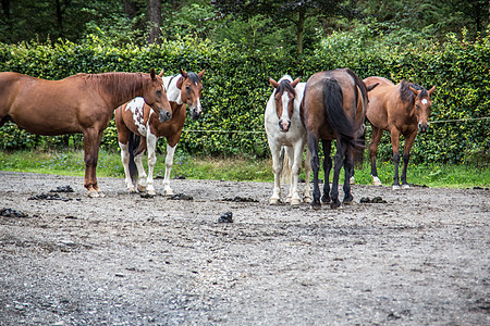 马在垫子上的马蹄类牧场马匹动物棕色奇趾鬃毛肌肉绿色牧民图片
