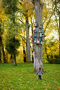 树上有许多筑巢箱桦木公园工艺鸟巢叶子收藏盒子手工木头森林图片