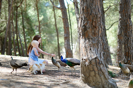 年轻母亲和喂养孔雀的儿童荒野孩子动物园女儿森林公园喜悦旅行野生动物女孩图片