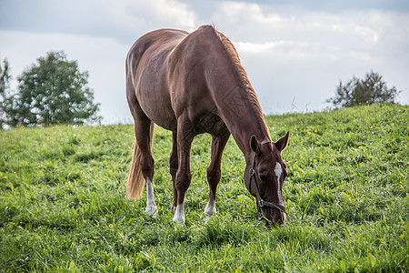 牧场上棕色骑马阉马跳线导游草地马蹄铁尾巴绿色鬃毛图片