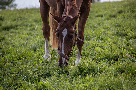 牧场上棕色骑马草地阉马鬃毛跳线马蹄铁绿色尾巴导游图片