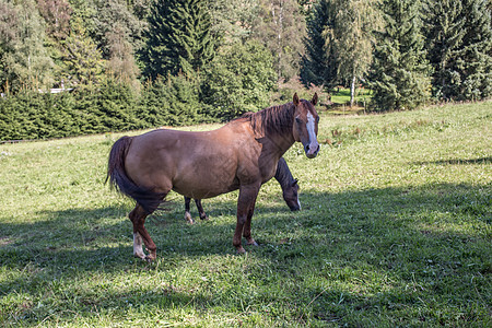 牧场上棕色马匹绿色美丽骑马导游马蹄铁草地阉马鬃毛跳线尾巴图片