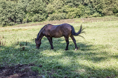 牧场上棕色马匹美丽阉马马蹄铁鬃毛尾巴草地导游绿色骑马跳线图片