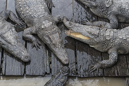 Crocodile农场 柬埔寨暹粒省Tonle Sap湖雕刻配种第三世界商业高棉语野生动物捕食者旅游假期场景图片