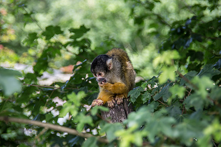 松鼠猴子爬树上树灵长类分支机构树枝叶子棕色动物小动物鼻子毛皮绿色图片