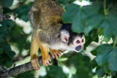 松鼠猴子爬树上树灵长类小动物绿色新世界毛皮动物分支机构棕色叶子树枝图片