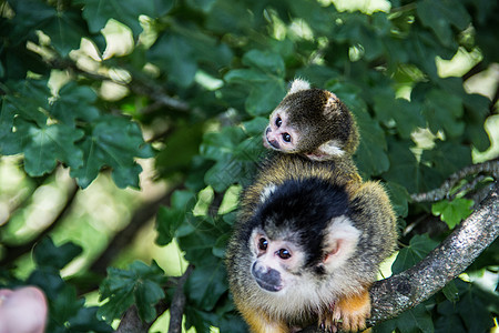松鼠猴子爬树上树鼻子树枝动物毛皮棕色黄色新世界绿色分支机构小动物图片