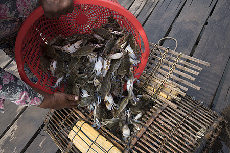 Crab市场 柬埔寨开普省Krong Kaeb销售蓝色食物旅游野生动物旅行存储竹子螃蟹购物图片