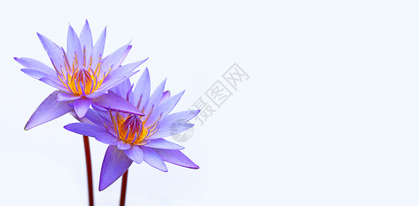 紫水百合 紫色莲花 在白色背景上开花热带花园异国植物群池塘季节植物荷花植物学百合图片