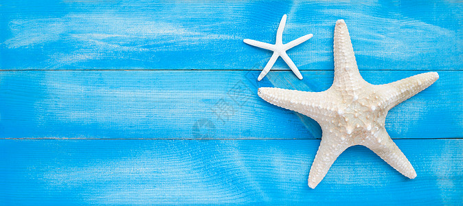 两只蓝木木底海星 顶部视图生物多样性动物海滩蓝色生活情调环境小行星贝壳图片