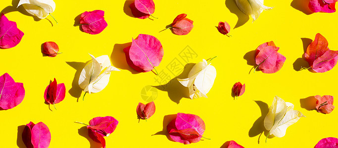在黄色酒泉的美丽的红色和白色九重葛花植物插图橙子热带花园紫色衬套植物群藤蔓光舌图片