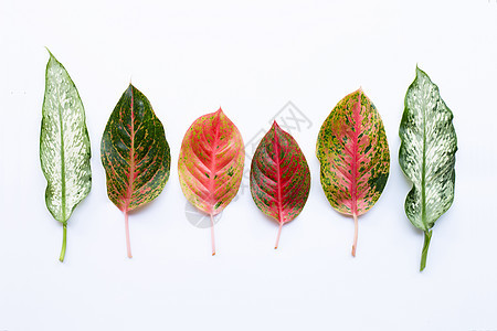 五颜六色的 Aglaonema 叶在惠特上分离白色黄色植物环境植物群绿色红色叶子植物学花园图片