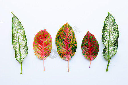 五颜六色的 Aglaonema 叶在惠特上分离花园热带树叶绿色叶子植物环境粉色花朵白色图片