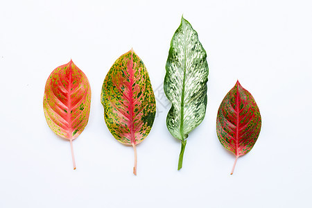 五颜六色的 Aglaonema 叶在惠特上分离白色花朵红色绿色植物学叶子植物群花园环境树叶图片