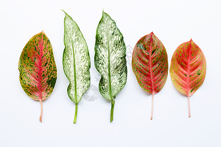 五颜六色的 Aglaonema 叶在惠特上分离环境白色绿色叶子红色粉色植物群树叶花园橙子图片