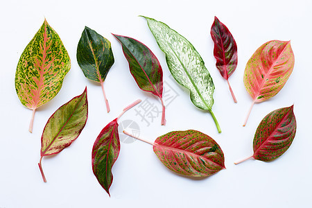 五颜六色的 Aglaonema 叶在惠特上分离花朵植物学橙子白色植物群黄色热带植物红色花园图片