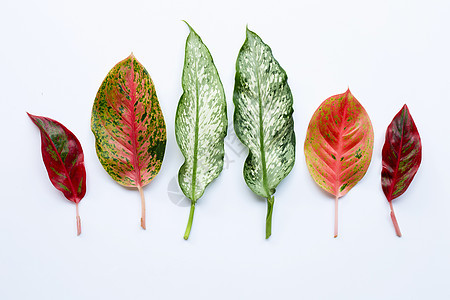 五颜六色的 Aglaonema 叶在惠特上分离黄色粉色植物植物群花朵红色植物学环境叶子绿色图片