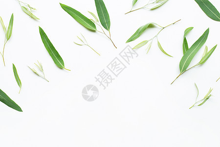 Eucalyptus 白背景的叶子化妆品蓝色花朵桌子香水疗法草药按摩球状体桉树图片