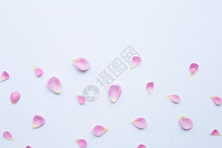白色背景的粉红玫瑰花瓣被孤立图片