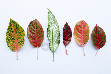 五颜六色的 Aglaonema 叶在惠特上分离热带黄色花园叶子环境植物学白色植物花朵绿色图片