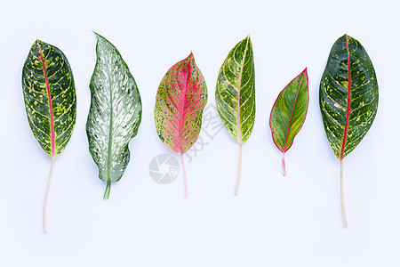 Aglaonema 叶上孤立的惠特植物群花盆植物生长叶子森林环境公园树叶花园图片