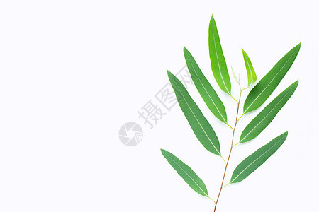 白色背景的绿色eucalyptus 分支球状体身体瓶子芳香草药花朵香水疗法叶子温泉图片