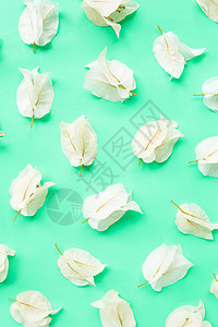 在绿色背景的美丽的白色九重葛花叶子插图衬套热带橙子藤蔓气候紫色花园植物图片