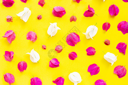 在黄色酒泉的美丽的红色和白色九重葛花藤蔓花园植物橙子热带光舌插图紫色衬套植物群图片