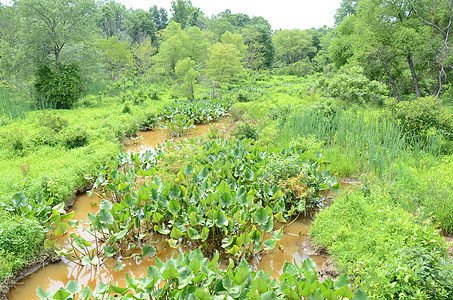 沼泽或湿地泥水中的绿植物植物学树叶植物群池塘图片