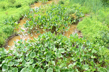 沼泽或湿地泥水中的绿植物池塘植物群树叶植物学图片