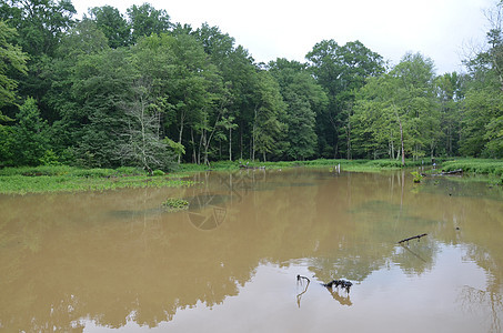 圆木和黑湖水上的大型起重鸟野生动物树木苍鹭池塘鸟类木头日志湿地动物沼泽图片