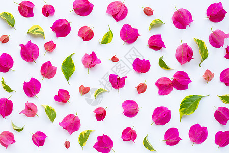 在白色背景的美丽的红色九重葛花 顶视图气候花园插图植物群紫色植物花瓣热带橙子藤蔓图片