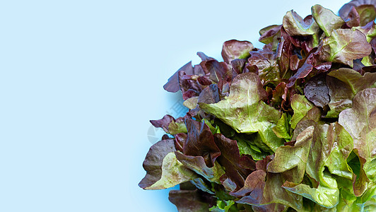 生菜叶子蓝色背景的红橡树生菜紫色植物饮食盘子营养菠菜树叶橡木卷曲蔬菜背景