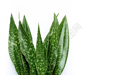 白色背景上的虎尾兰植物图片