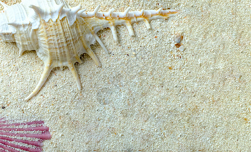 骨螺和扇贝壳图片