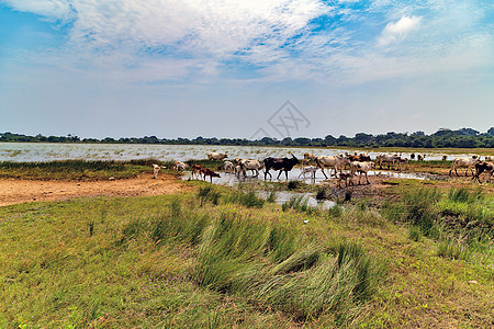 亚洲母牛公牛牛景观图片