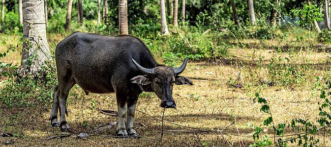 Carabao 的野生水牛角牛农场农业哺乳动物小牛斗牛乡村家畜役畜大草原图片