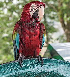 彩色鹦鹉热带鸟类图片