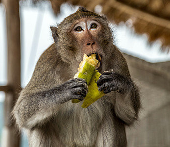 Rhesus 猴子马卡卡·穆拉塔图片