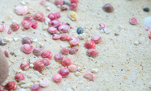 粉色纽扣蜗牛水族馆海洋海滩甲壳生活动物海岸收藏海滨螺旋图片